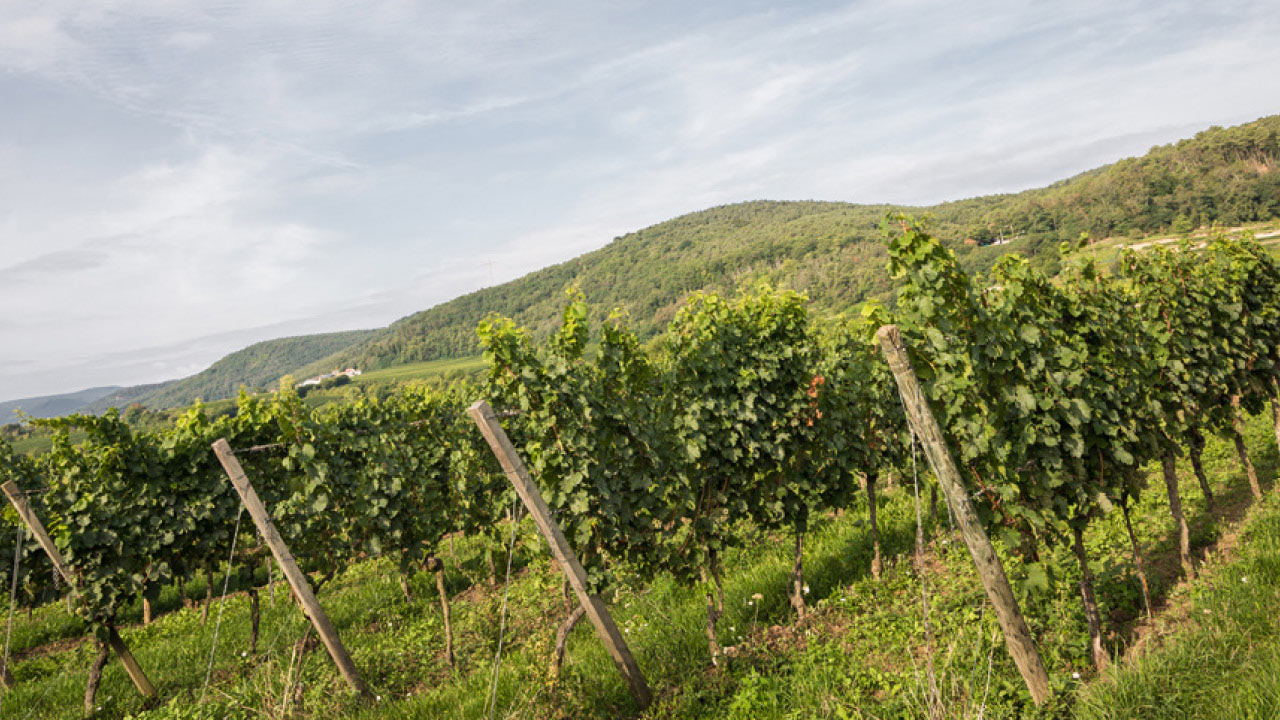 Weinberge und Weinreben mit den Trauben von Brotlose Kunst Wein